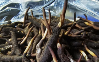 冬蟲夏草鮮草能不能泡酒？科學(xué)解析與實(shí)用指南