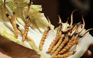 冬蟲夏草為何鮮的好？深度解析鮮蟲草的獨(dú)特優(yōu)勢(shì)