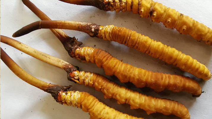 冬蟲(chóng)夏草鮮草價(jià)格多少？揭秘其背后的定價(jià)密碼