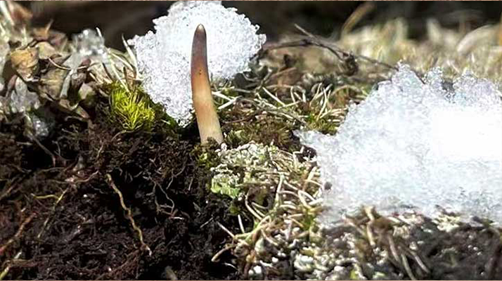 鮮冬蟲夏草燉湯多久能吃？科學(xué)燉煮時間全解析