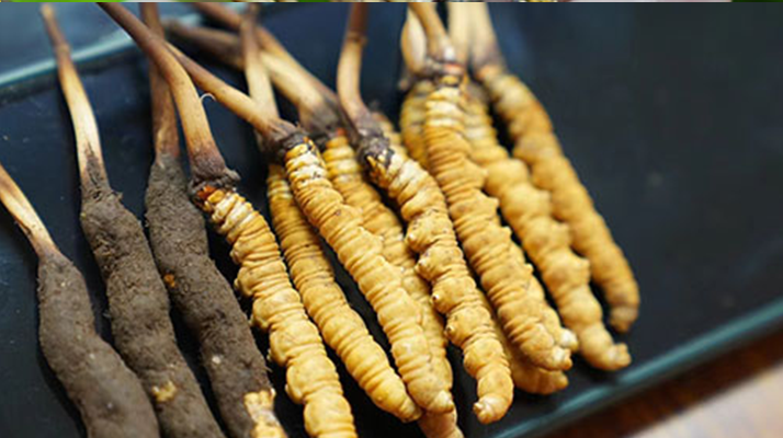 鮮冬蟲夏草什么季節(jié)最好？滋補(bǔ)時機(jī)大揭秘