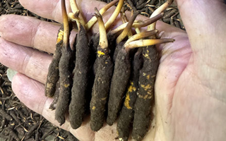3000 條蟲草一克是幾只？深入解析蟲草規(guī)格與重量關(guān)系? ? ? ?