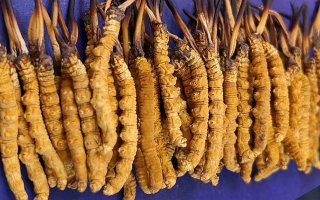 野生冬蟲夏草價(jià)格多少一斤？市場行情與價(jià)格影響因素解析
