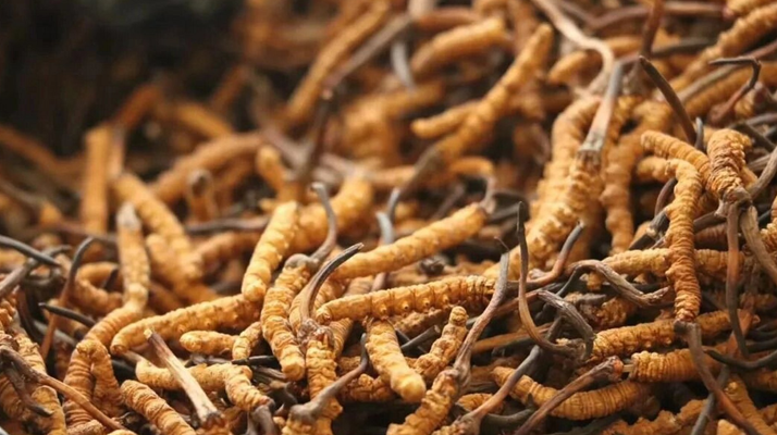 冬蟲夏草的功效與用量：科學滋補的關(guān)鍵指南