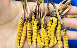 冰鮮冬蟲夏草能吃嗎？科學解讀與食用指南