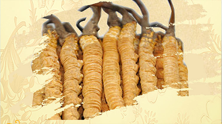<a href=http://www.lacroixmilan.com/ target=_blank class=infotextkey>冬蟲夏草</a>夏天如何保存