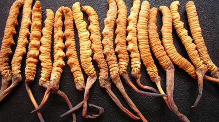 3 克冬蟲夏草大約幾根？一文讀懂規(guī)格與數(shù)量的關(guān)系