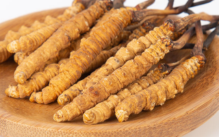 冬蟲夏草，真有那么大效果？