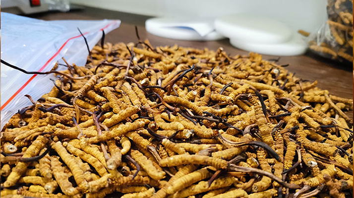 喝<a href=http://www.lacroixmilan.com/yangsheng/ target=_blank class=infotextkey>冬蟲夏草的作用</a>與功效