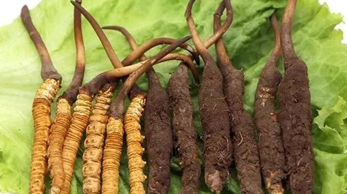 正宗野生冬蟲夏草什么價