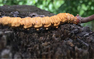 如何正確食用冬蟲夏草