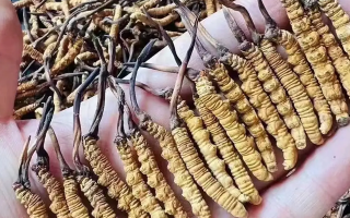 冬蟲夏草能根治什么病癥？科學(xué)看待其調(diào)理邊界