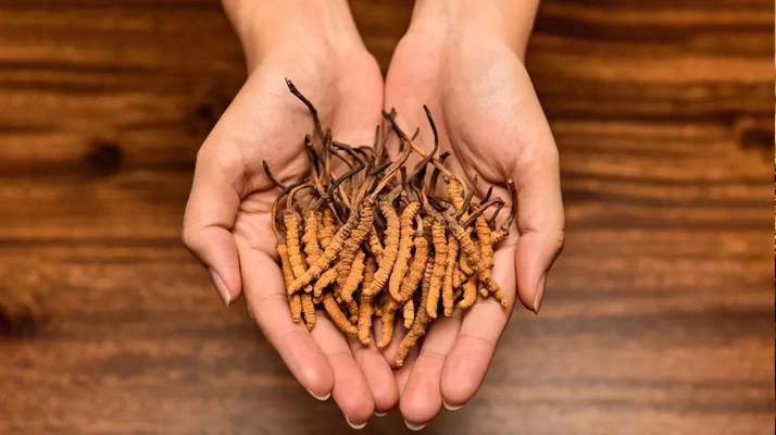 正宗新鮮<a href=http://www.lacroixmilan.com/jiage/ target=_blank class=infotextkey>冬蟲夏草價格</a>解析