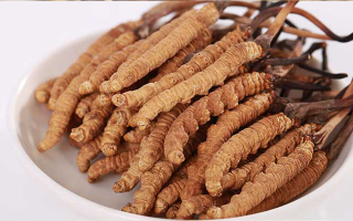 冬蟲夏草小草：小身材也有大價值