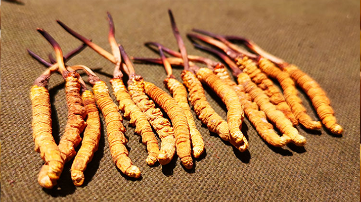 抖音上的冬蟲夏草能買嗎？謹慎抉擇，理性消費