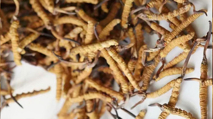 冬蟲夏草一斤多少元一根？多因素交織下的價(jià)格探秘