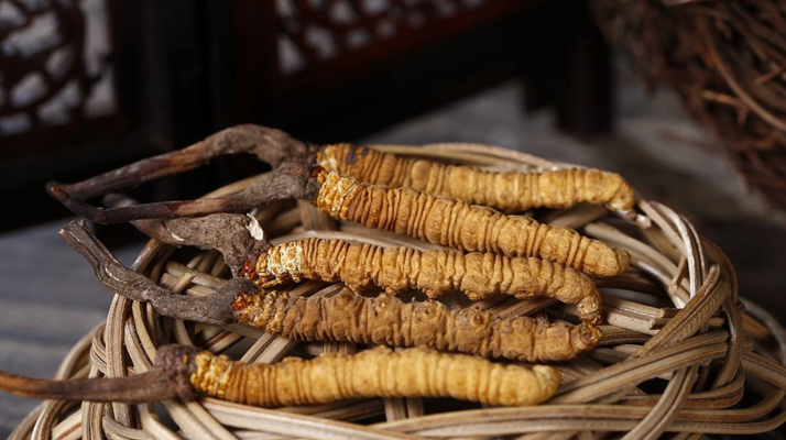 冬蟲(chóng)夏草煲湯怎么煲好喝？營(yíng)養(yǎng)與口感雙優(yōu)的實(shí)用指南