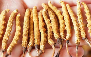 長時間喝冬蟲夏草好嗎？科學(xué)視角下的利弊與飲用指南