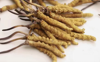 長(zhǎng)期吃冬蟲(chóng)夏草會(huì)怎么樣？從益處到注意事項(xiàng)詳解