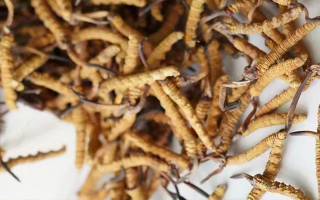 冬蟲夏草一斤多少元一根？多因素交織下的價(jià)格探秘