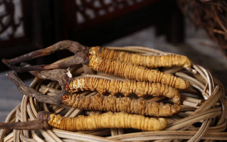 冬蟲夏草煲湯怎么煲好喝？營(yíng)養(yǎng)與口感雙優(yōu)的實(shí)用指南