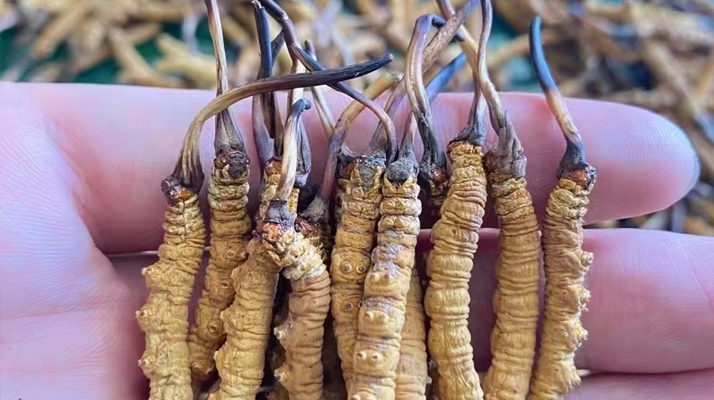 冬蟲(chóng)夏草怎么辨別真假？6 個(gè)實(shí)用鑒別方法