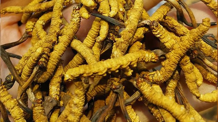 煮冬蟲夏草水能否泡茶？正確飲用方式與誤區(qū)解析