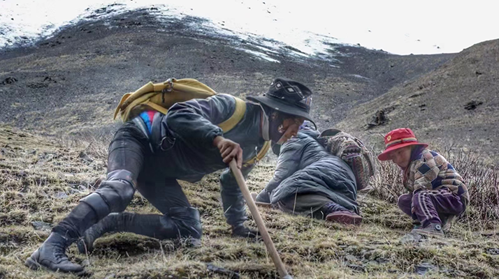野生冬蟲夏草產(chǎn)地在哪里？核心產(chǎn)區(qū)與品質(zhì)特點解析