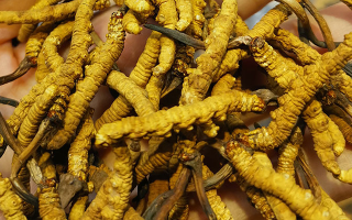 煮冬蟲夏草水能否泡茶？正確飲用方式與誤區(qū)解析