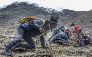野生冬蟲夏草產(chǎn)地在哪里？核心產(chǎn)區(qū)與品質(zhì)特點(diǎn)解析