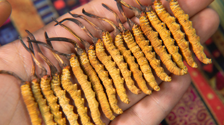 早期冬蟲夏草怎么吃最好？解鎖營養(yǎng)最大化的食用方式