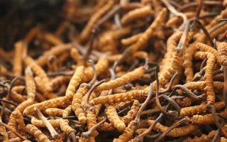 冬蟲夏草現(xiàn)在多少錢？價格探秘