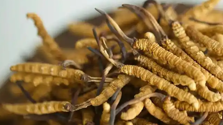 解密 “大個頭” 冬蟲夏草：何為優(yōu)質(zhì)大蟲草，價值何在？