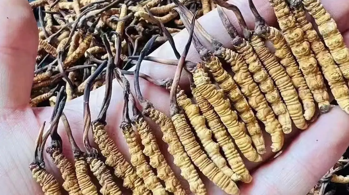 冬蟲夏草采收時(shí)間詳解：把握黃金期，守護(hù)珍稀資源