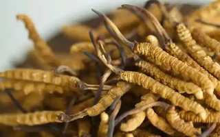 解密 “大個頭” 冬蟲夏草：何為優(yōu)質(zhì)大蟲草，價值何在？