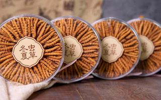 新鮮冬蟲夏草如何做酒？解鎖鮮蟲草泡酒的科學(xué)方法