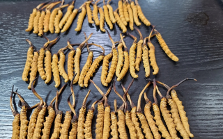 野生冬蟲夏草泡酒比例詳解：掌握黃金配比，泡出滋補好酒