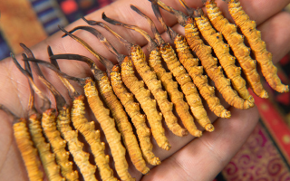 新鮮冬蟲夏草能泡酒嗎？掌握3個(gè)關(guān)鍵，滋補(bǔ)不踩雷