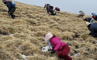 冬蟲夏草采挖看月份！4-7月各產(chǎn)區(qū)差異大，5-6月是“黃金窗口”