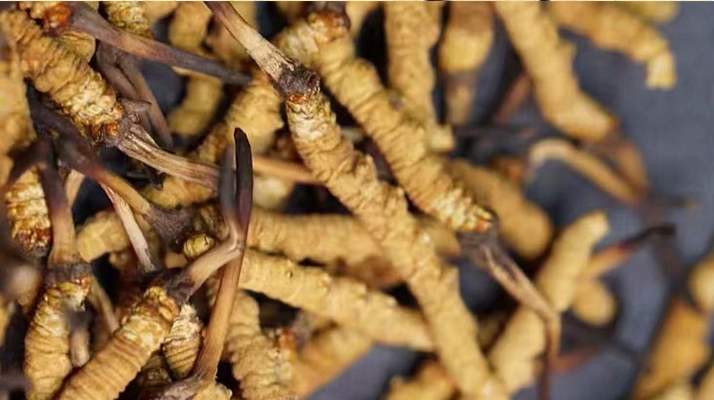 一茶杯水泡幾根冬蟲夏草？這份沖泡指南請(qǐng)收好