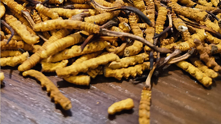 鮮冬蟲(chóng)夏草并非 “制作” 而成！