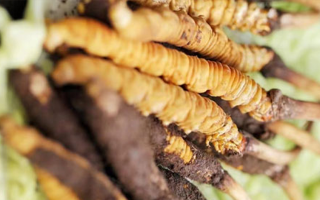 鮮冬蟲夏草泡酒能喝嗎？掌握這些要點(diǎn)安全又滋補(bǔ)