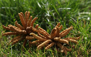 冬蟲夏草值那么多錢嗎？拆解價值與價格的真相