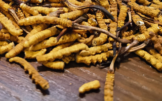 鮮冬蟲夏草并非 “制作” 而成！揭秘其天然形成與核心特性