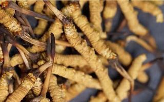 一茶杯水泡幾根冬蟲夏草？這份沖泡指南請(qǐng)收好