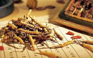 鮮冬蟲夏草怎么保存？分周期保存方法與避坑指南