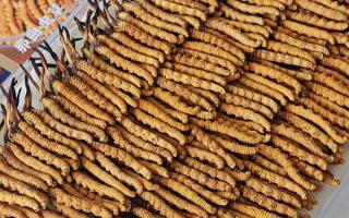 斷的冬蟲夏草：效果是否打折？科學(xué)解讀與實用建議