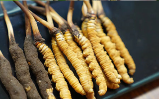 鮮冬蟲夏草泡酒：適宜酒品、搭配方案與飲用指南