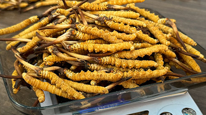 新鮮冬蟲(chóng)夏草一次吃幾根？科學(xué)用量指南來(lái)了?