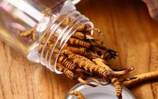 冬蟲夏草多少錢一條？2025 年單條價格換算與選購攻略